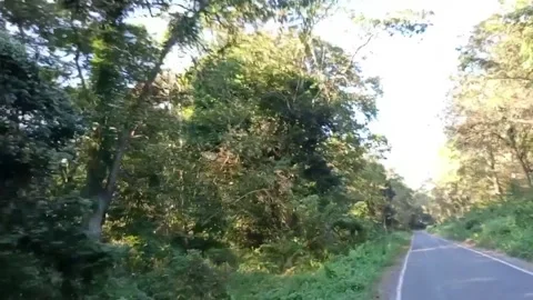 A tranquil road meanders through a dense forest Stock Footage 278084343