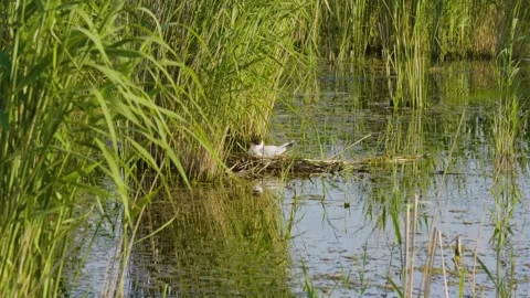 Tranquil Ros River in Ukraine Lush Green Reeds and Calm Water Reflection on a Su Stock Footage 326278538