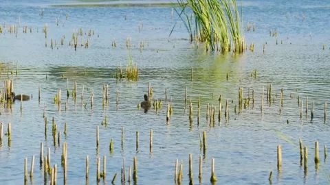 Tranquil Ros River, Ukraine A Scenic View of Wetland Reeds and Water Stock Footage 326376459