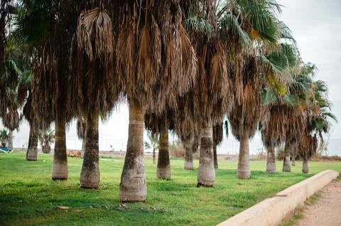 Tranquil Row of Palm Trees in a Green Landscape Stock Photos