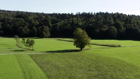 Tranquil rural field framed by forest, single tree casting shadows on grass. Stock-Footage 287114001