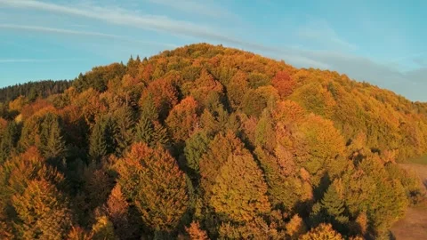 Tranquil rural landscape featuring multicolored deciduous and conifer trees Stock-Footage 319828985