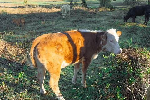 A tranquil rural scene featuring a young calf grazing amidst lush green grass Stock Photos