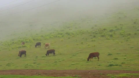 Tranquil rural setting featuring cows and gentle rolling hills Video stock 331940172