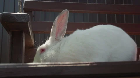 Tranquil Rustic Porch Setting Featuring Attentive Rabbit Profile, Peaceful Stock Footage 329506363