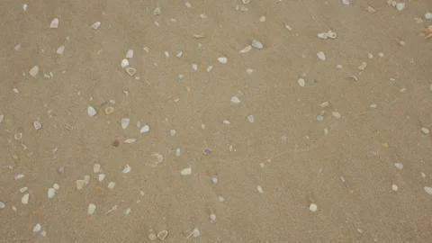 Tranquil Sandy Beach with Scattered Seashells Evokes Natural Beauty Stock Footage 320236752