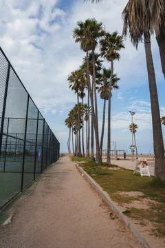 Tranquil sandy pathway with palm trees next to beachfront, likely near Venice Stock Photos