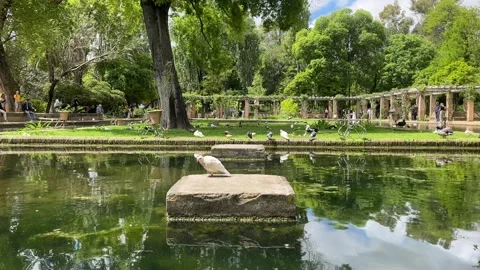 Tranquil scene of a bird perched on stone block in middle of pond at Parc Maria Stock Footage 307614590