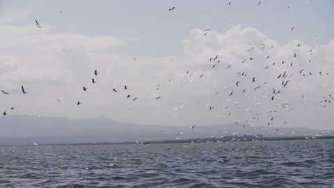 Tranquil scene complete with birds elegantly flying over water in slow motion. Stock Footage 236457188