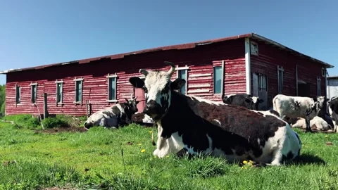 A tranquil scene of cows resting by a rustic barn on a sunny day in the Stock Footage 277869642