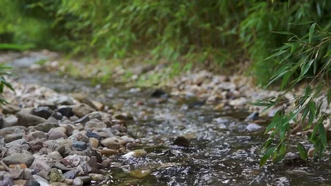Tranquil scene with a creek stream close up Stock Footage 74905032