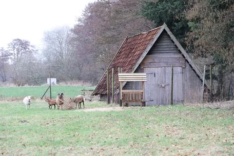 A tranquil scene depicting a rustic barn surrounded by sheep in a peaceful Stock Photos
