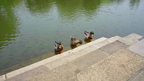 Tranquil scene of ducks in a peaceful pond within the Imperial City of Hue Stock Footage 340514228