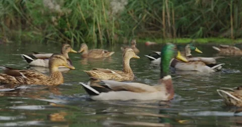 A Tranquil Scene of Ducks Swimming in a Serene Wetland, Showcasing Their Stock Footage 344799758
