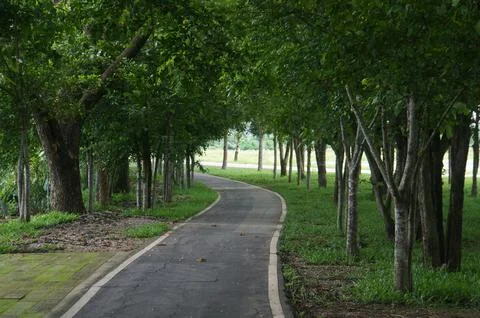 Tranquil scene of empty path way covered with trees Stock Photos