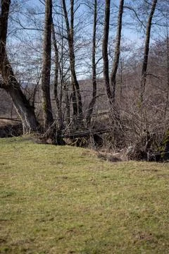 A tranquil scene featuring a grassy field and trees under a bright blue sky. Stock Photos