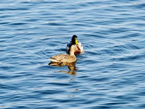 Tranquil scene featuring pair of mallards drifting on luminous water during.. Фото