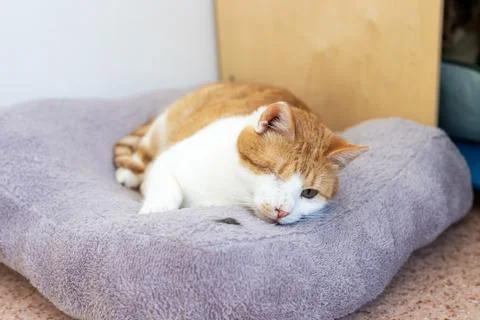 Tranquil scene featuring white and orange cat resting peacefully on plush Foto stock
