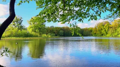 Tranquil scene of lake surrounded by lush green forest and calm blue water Stock Footage 327010137