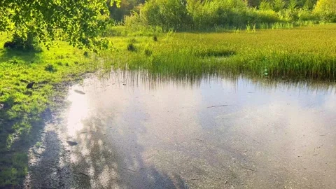 Tranquil scene of lake surrounded by lush green forest and calm blue water Stock Footage 327457685
