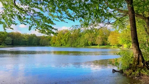 Tranquil scene of lake surrounded by lush green forest and calm blue water Stock Footage 327457696