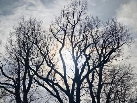 Tranquil scene of leafless trees glowing softly under cloudy winter sky for.. 스톡 사진