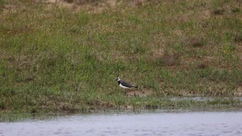 A tranquil scene of a northern lapwing walking along a grassy shoreline Stock Footage 297798975