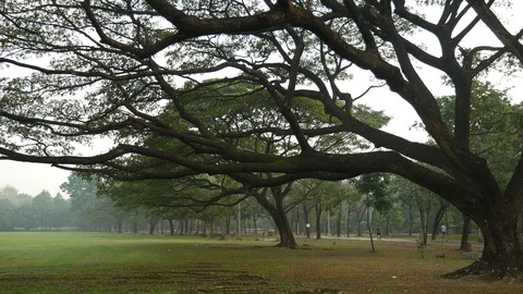 Tranquil scene of park and jogging Stock-Footage 108383546