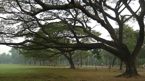 Tranquil scene of park and jogging Stock-Footage 108385036