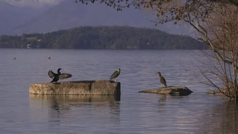 Tranquil scene of perched birds resting on rocks in a beautiful lake at sunset. Stock Footage 256640428