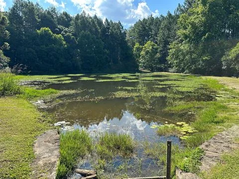 Tranquil scene of pond in forest Stock Photos