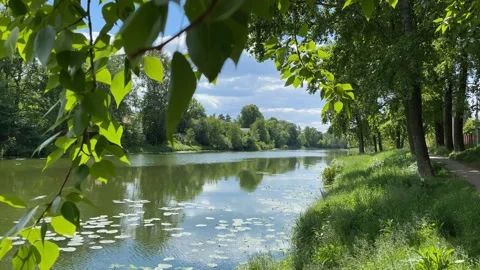 Tranquil scene of pond at summer day. Green peaceful background. Stock Footage 155115728