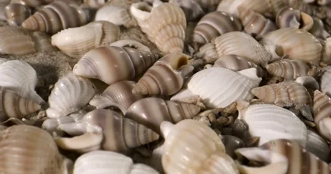 Tranquil Scene Of Reflective Conical Shells On Damp Sandy Terrain Stock Footage 334708013