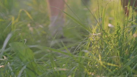 Tranquil Scene Of Repose Surrounded By Natural Serenity And Gentle Light Vidéo 330894911