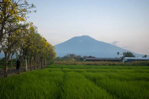 Tranquil scene of rice fields with blooming tabebuya flowers Stock Photos