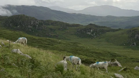 A tranquil scene of sheep grazing against a backdrop of majestic mountains. Stock Footage 255505939