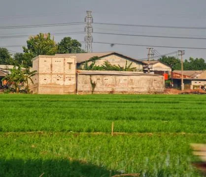 Tranquil scene of simple structures nestled in vibrant green rice fields unde Stock Photos
