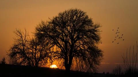A tranquil scene as the sun sets behind a lone tree, casting a warm glow acro Stock Photos