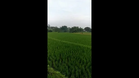 Tranquil scene of terraced rice fields and Mount Penanggungan Stock Footage 301515042