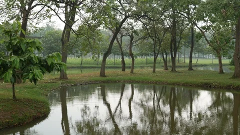 Tranquil scene of trees and pond after rain Stock-Footage 107987697