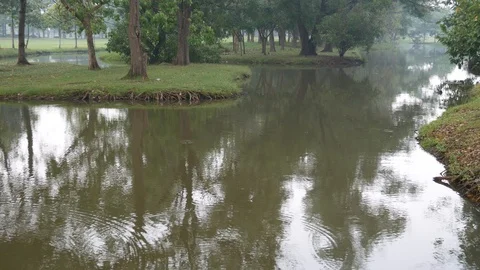 Tranquil scene of trees and pond after rain Stock-Footage 107987895