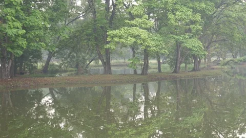 Tranquil scene of trees and pond after rain Stock Footage 107988248