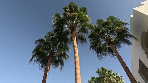 A Tranquil Scene Under a Clear Blue Sky Featuring Majestic Palm Trees Standing 库存影片 330925523