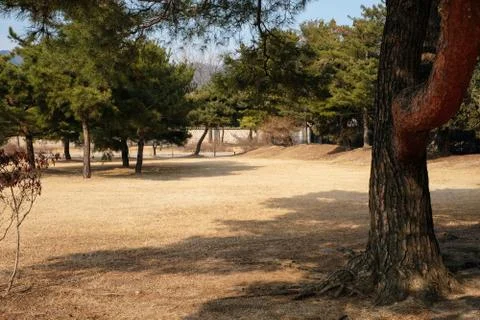 Tranquil scene of under tree shade and dry lawn with pine forest background 写真素材