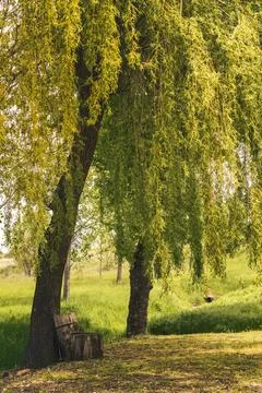 Tranquil Scene Under a Willow Tree Stock Photos