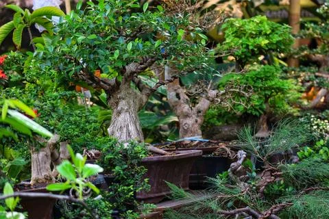A tranquil scene unfolds with a captivating array of bonsai trees. Their vibr Foto stock