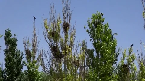 A tranquil scene unfolds as crows rest on gently swaying, stock footage. Stock Footage 304783573