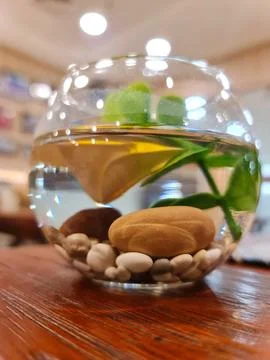 A tranquil scene unfolds within a clear glass bowl:  smooth stones, vibrant g Stock Photos