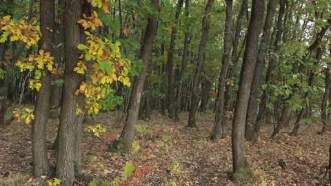 Tranquil scene in the woods by early fall 4K video Stock Footage 123456889