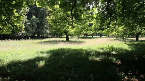 Tranquil scene of woods Video stock 26424562